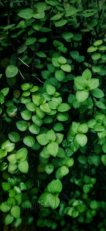 Green leaf, terrestrial_plant, grass HD phone wallpaper