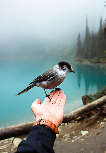 Animals, Hand, Bird, Fog, Sparrow HD phone wallpaper