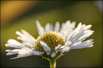 Portrait, daisy, flower, drops, close up HD wallpaper