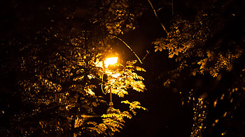 Green Leaves Tree Branches Lantern Light Black Dark Background Dark Background HD wallpaper