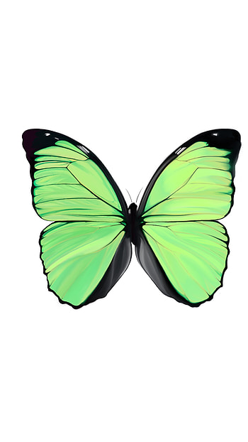 Green Butterfly, Background HD phone wallpaper