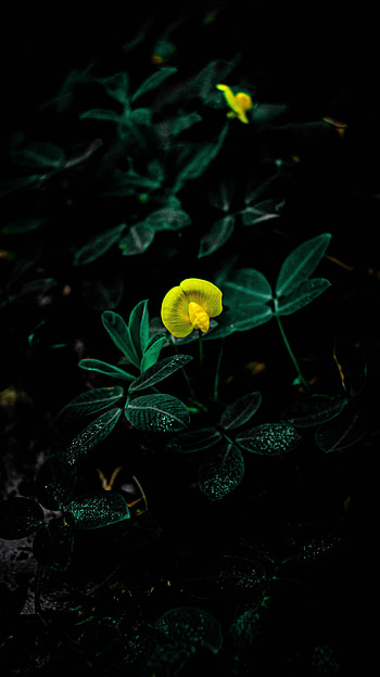 Flowers, Flower, Plant, Bloom, Flowering HD phone wallpaper