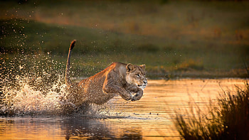 Okavango Delta, Botswana visit, Safari adventure, Amazing wildlife HD wallpaper
