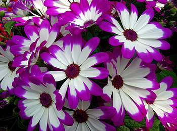 Flowers, Bright, Petals, Colorful, Cineraria HD wallpaper