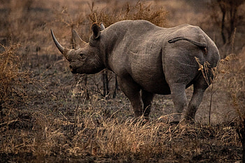 Animal kingdom, Nature's diversity, Creatures in focus, Nature's symphony HD wallpaper
