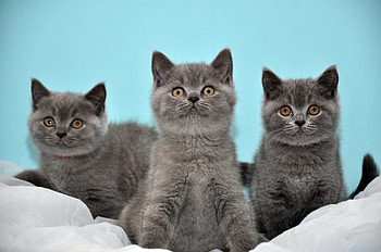 Animals, Beautiful, Three, Kittens, British HD wallpaper