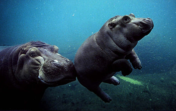 Top , Baby hippo, Backgrounds HD wallpaper