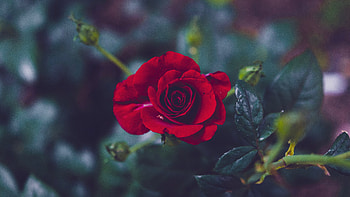 Flowers, Rose Flower, Rose, Petals, Bud, Blur, Smooth, Garden HD wallpaper
