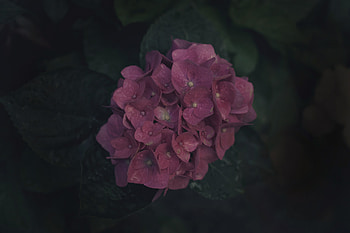 Flowers, Pink, Plant, Bloom, Flowering, Inflorescence HD wallpaper