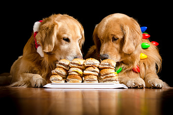 Fifty-fifty?, dog, animal, black, cute, golden retriever, food, burger, couple, funny, caine HD wallpaper