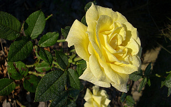 Flowers, Rose Flower, Rose, Morning, Dew, Tea, Tea Room HD wallpaper