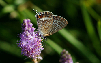 Pink, Flower, Macro, Butterfly, Wings HD wallpaper