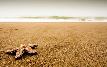 Attractive Sea Star, Amazing Starfish, Beach , Computer HD wallpaper