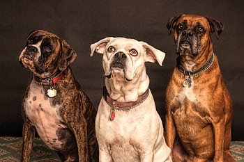 Three Boxer dogs posing in a studio setting, showcasing elegance and charm. HD wallpaper