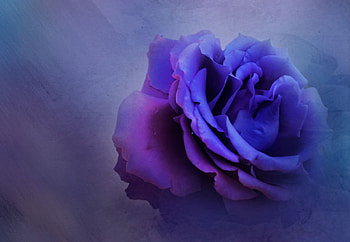 Blue Rose, blue, rose, roses, flower HD wallpaper