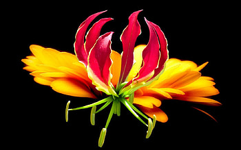 Amazing flower, nature, life, petal, flower HD wallpaper
