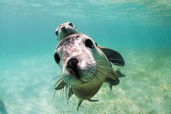 Couple, Sea Lions HD wallpaper