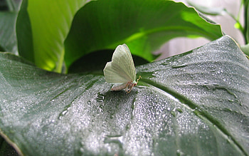 Grass, Leaves, Macro, Surface, Butterfly HD wallpaper