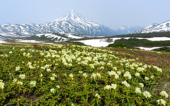 Rhododendrons in Kamchatka, Russia, rhododendrons, blossoms, mountains, Kamchatka, Russia HD wallpaper