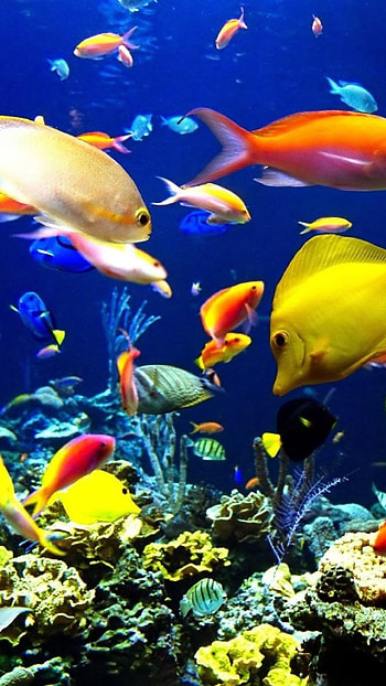 Fish Water, Yellow HD phone wallpaper