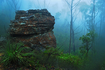 Forest Mist, mist, trees, nature, rocks HD wallpaper