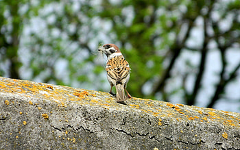 Animals, Bird, Sparrow, Moss HD wallpaper
