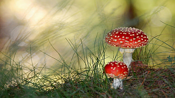 *** Forest crops ***, autumn, crops, nature, forest HD wallpaper