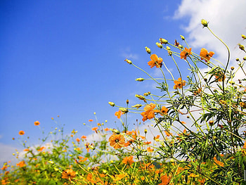 Flowers, Sky, Clouds, Lawn, Sunny HD wallpaper