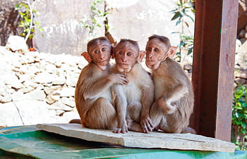 Three monkeys sit closely on a platform outdoors, showcasing wildlife in a natural setting. HD wallpaper