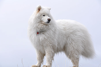 Animals, Fluffy, Dog, Samoyed, Soyed HD wallpaper