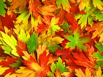Kaleidoscope of fall, fall, colors, leaves, mix, green, yellow, red, autumn, nature, kaleidoscope HD wallpaper
