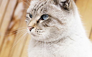 Animals, Cat, Muzzle, Beautiful, Blue Eyed, Blue-Eyed HD wallpaper