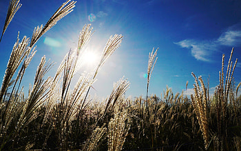 Reed Fields, nature, field HD wallpaper