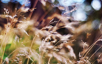 Grass, Macro, Light, Blur, Smooth, Field, Light Coloured HD wallpaper