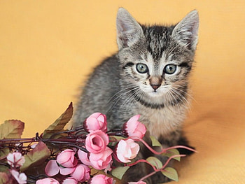cute kitten with a roses, kitten, roses, animals, cats, cute HD wallpaper