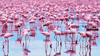 Animals, Birds, Flamingo HD wallpaper