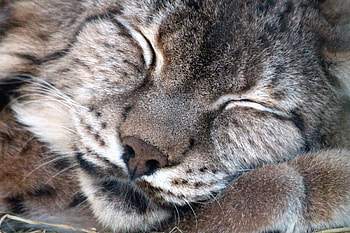 Animals, Iris, Muzzle, Sleeping, Asleep HD wallpaper
