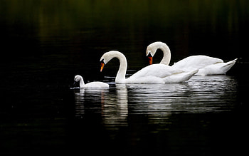 Animals, Water, Swans, Reflection, To Swim, Swim HD wallpaper