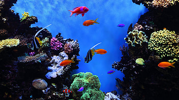 Tropical fish, Serene , Marine environment, Tranquil scenes HD wallpaper