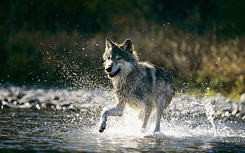Animals, Spray, Wolf, Run, Running HD wallpaper