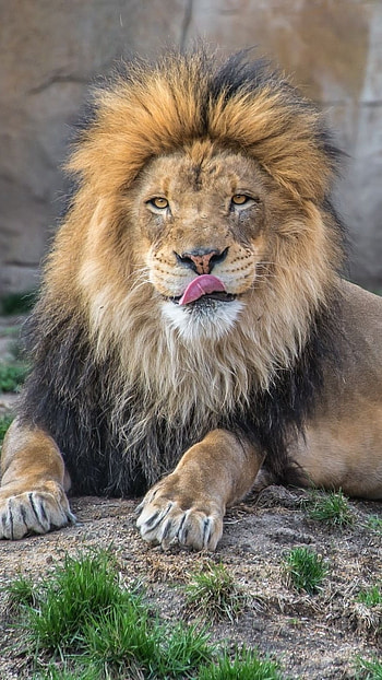 Lion , Hungry, Lion HD phone wallpaper