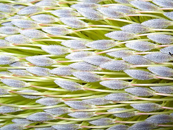 Texture of a Tropical Flower, closeup, stem, tropical, flower, soft, nature, fussy HD wallpaper