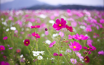 The field of multi-colored cosmos, multi, colored, cosmos, field HD wallpaper