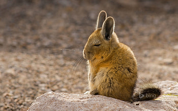 A Southern Viscacha In The Andes Mountains, Andes, The, Southern, Viscacha, Mountains, In, A HD wallpaper