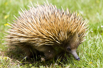 Mysterious echidna, Ancient lineage, Cryptic adaptation HD wallpaper