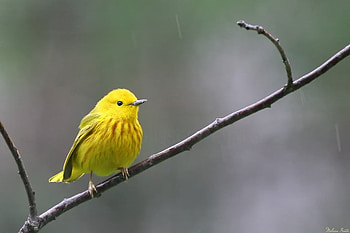 yellow, cute, pretty, wow, nice HD wallpaper