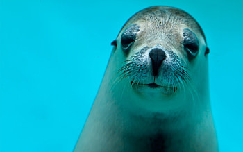 Animals, Muzzle, Sight, Opinion, Fur Seal, Sea Animal HD wallpaper