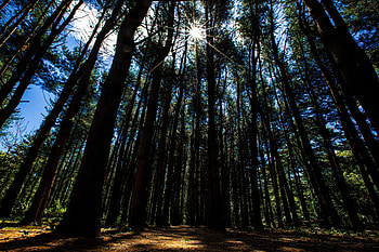 Nature, Trees, Beams, Rays, Forest, Stroll, Sunlight HD wallpaper