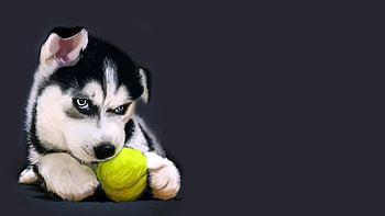 Animals, Plants, Dogs HD wallpaper