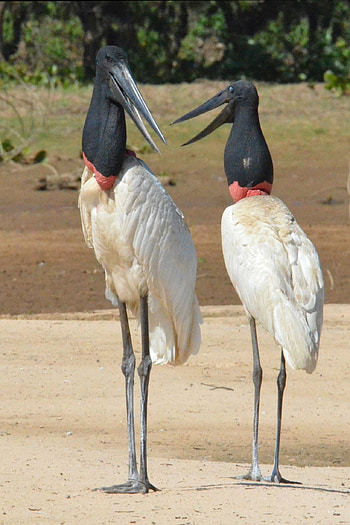 Morning Conversation, Jabiru Storks, Pantanal Brazil, Kate Bruce HD phone wallpaper